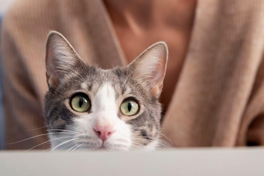 Почему кошки иногда подолгу смотрят в стену или угол