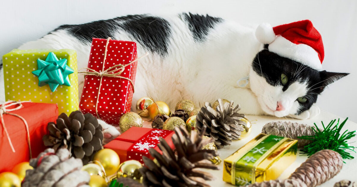 Какие новогодние украшения опасны для кошек и собак