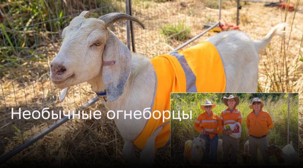 Стадо коз в Австралии помогает предотвратить лесные пожары