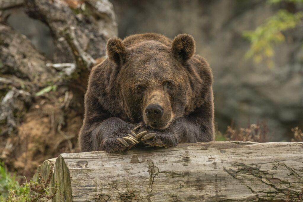 Как защититься от нападения медведя