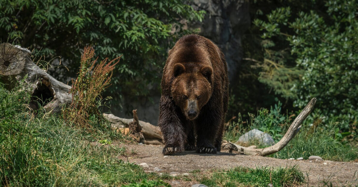 Как защититься от нападения медведя