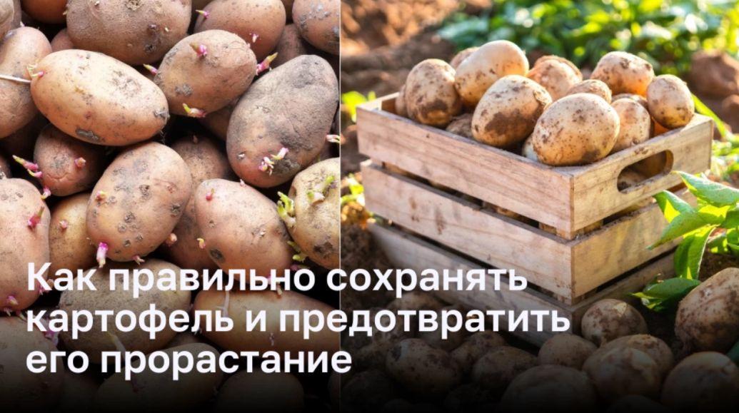 Как правильно хранить картофель и предотвратить его прорастание