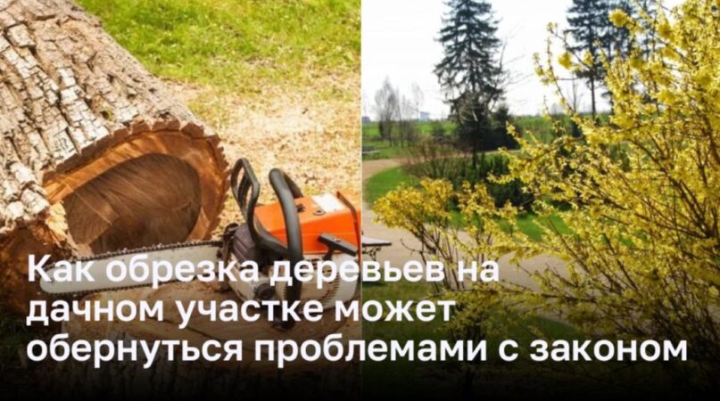 Как обрезка деревьев на дачном участке может обернуться проблемами с ...