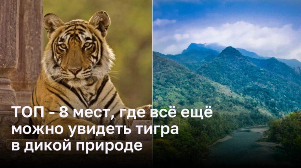 ТОП — 8 мест, где всё ещё можно увидеть тигра в дикой природе