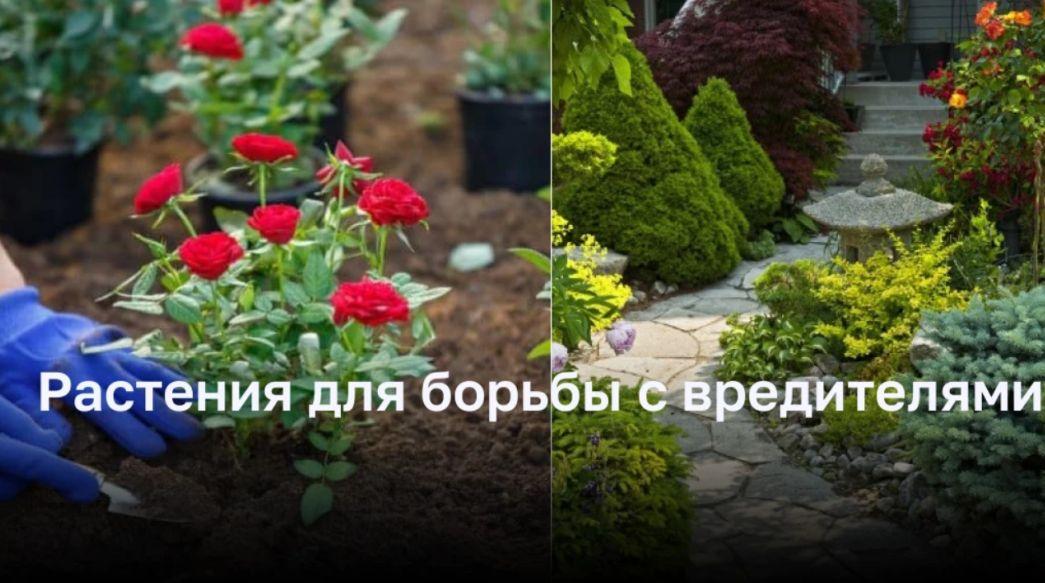 Растения для борьбы с вредителями: какие цветы выбрать для дачи