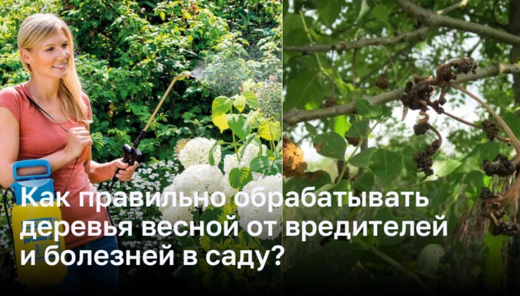 Как правильно обрабатывать деревья весной от вредителей и болезней в саду?