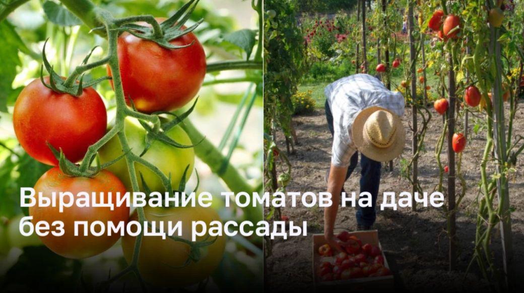 Выращивание томатов на даче без использования рассады