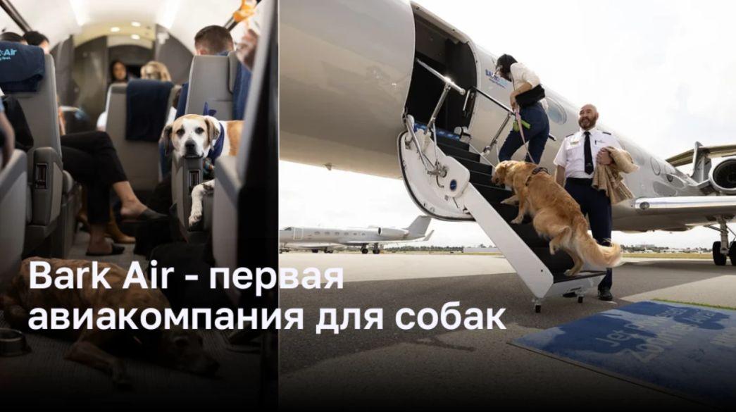 Bark Air — первая авиакомпания для собак