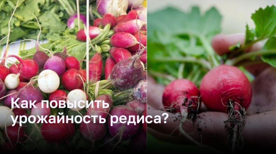 Как повысить урожайность редиса?