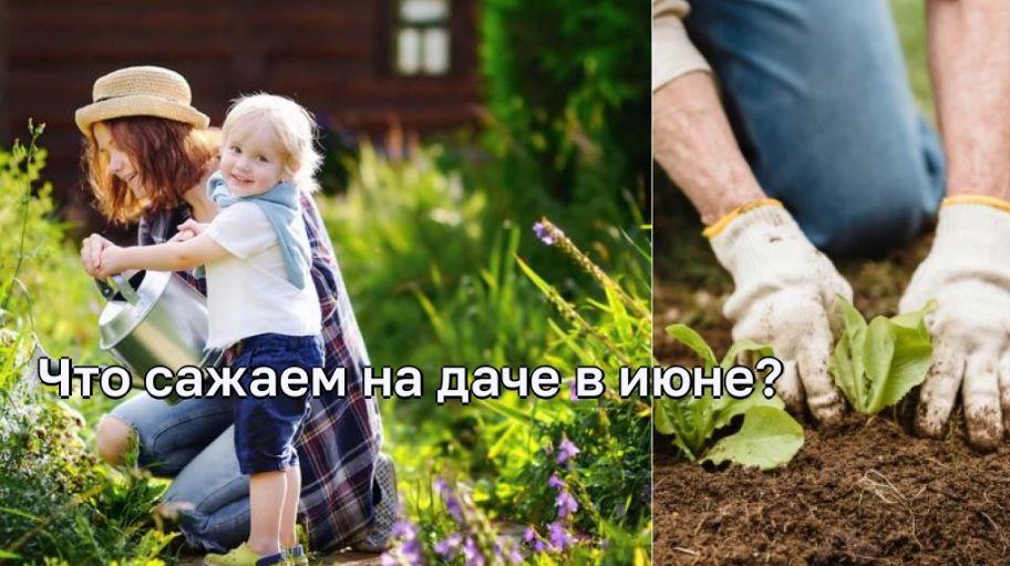 Лучшие культуры для посадки на даче в июне: советы и рекомендации