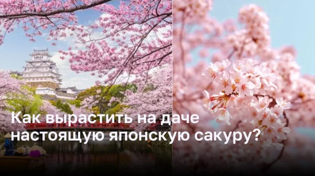 Как вырастить на даче настоящую японскую сакуру?