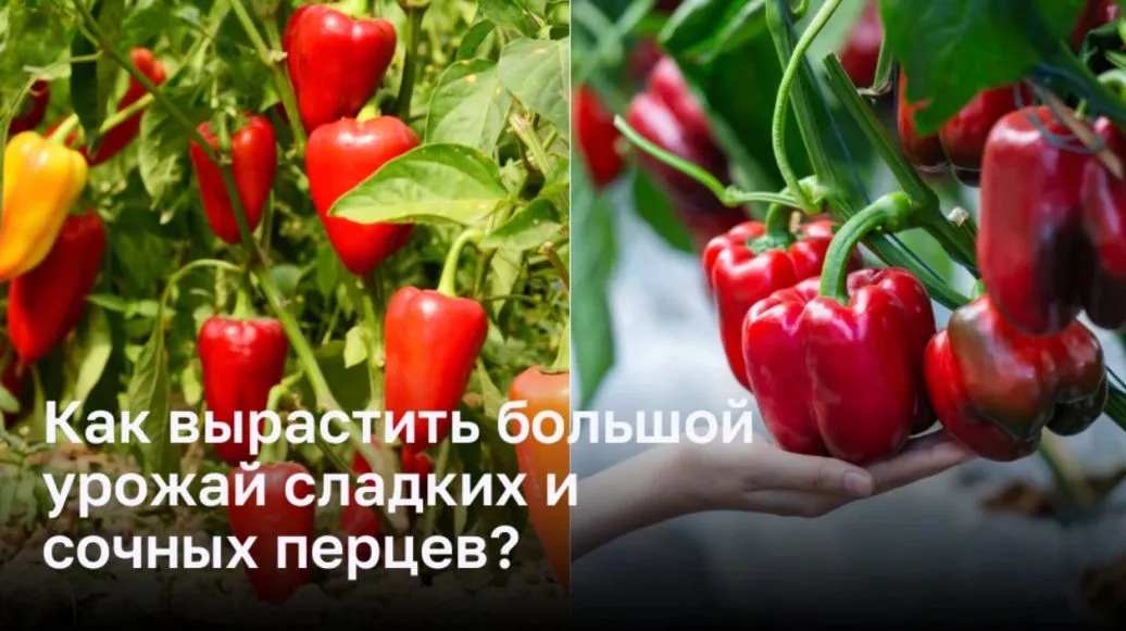 Как вырастить большой урожай сладких и сочных перцев?