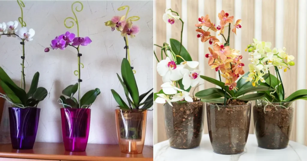 Правила ухода за орхидеями