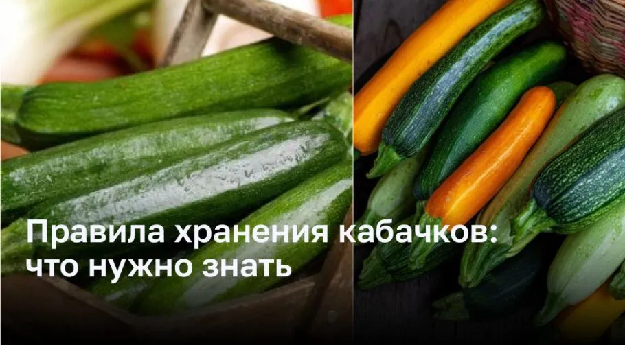 Правила хранения кабачков: что нужно знать