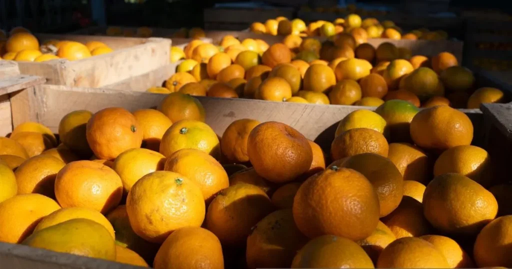 Сколько мандаринов можно съесть за раз без вреда здоровью