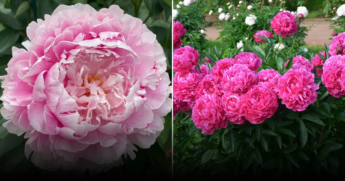 Как правильно ухаживать за пионами: советы от опытного садовода Как правильно ухаживать за пионами: советы от опытного садовода