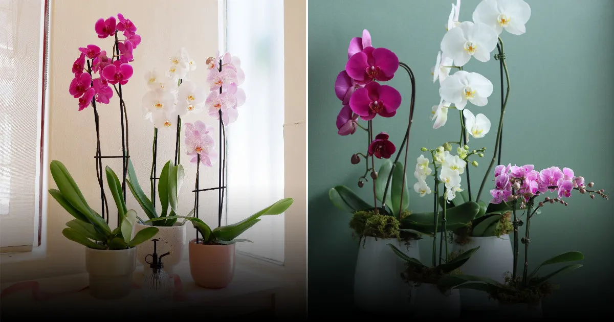 Россиянам дали советы, как продлить жизнь подаренным цветам