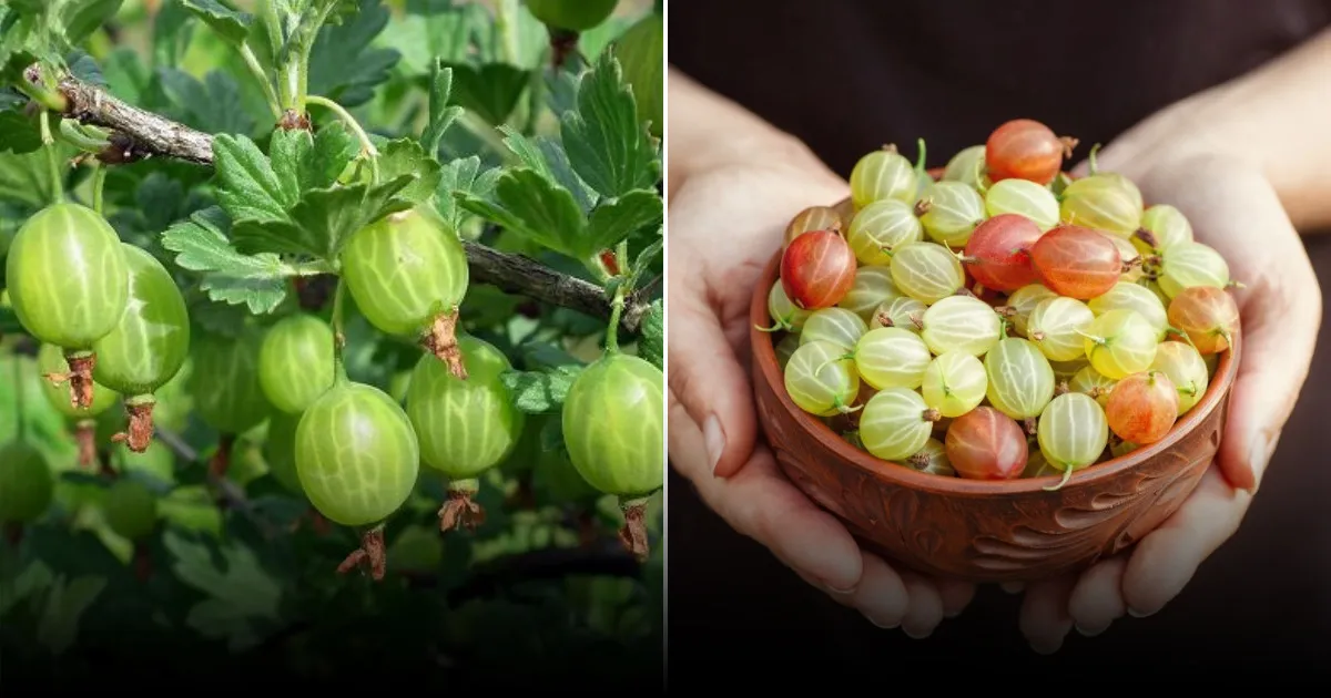 Как добиться урожая крыжовника до 20 кг с одного куста и чем его подкормить