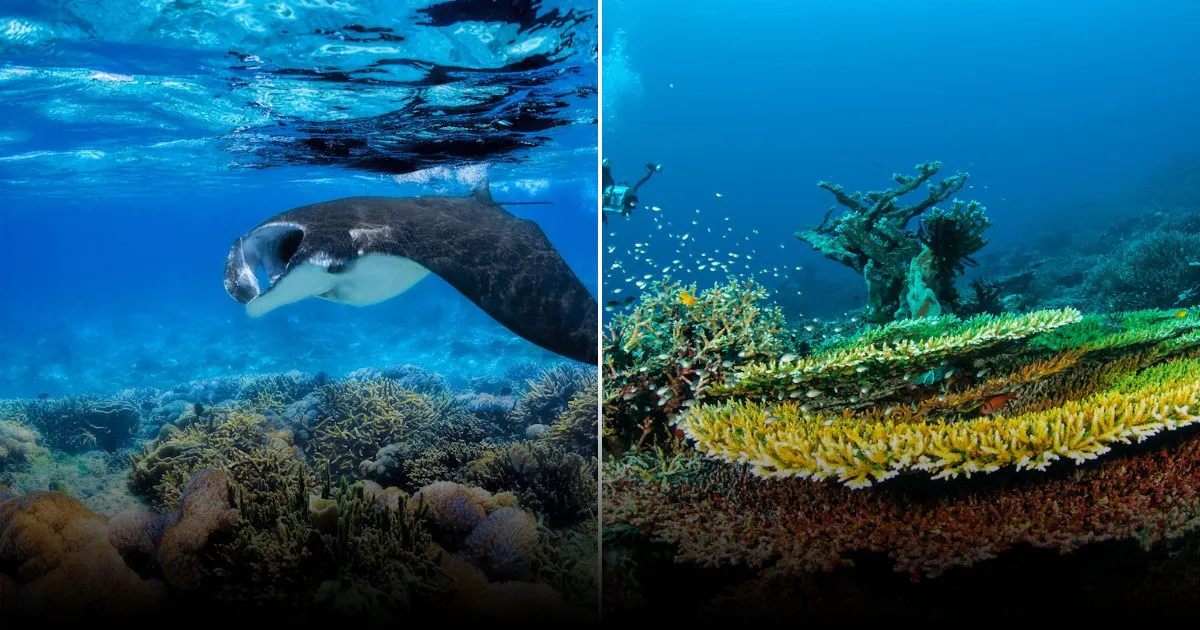 Дайвинг и снорклинг в Индонезии: полное руководство