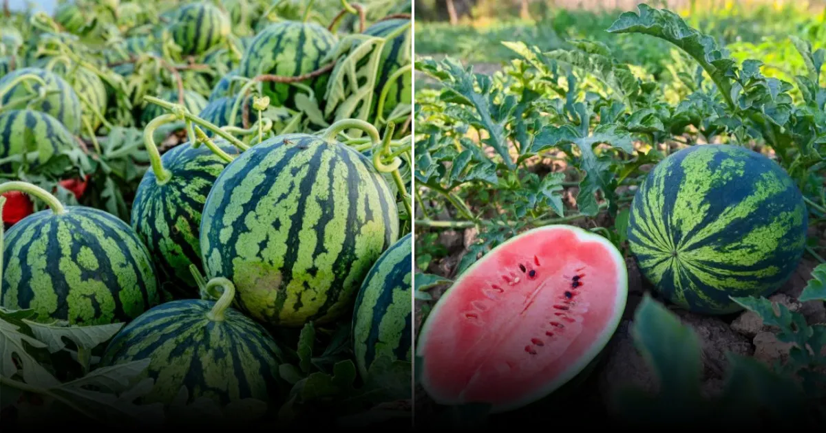 Как выбрать сочный арбуз: практические признаки спелости