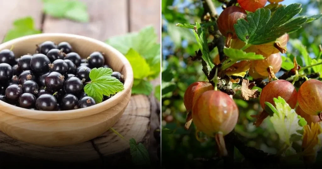 Почему ягоды с сметаной полезнее для здоровья