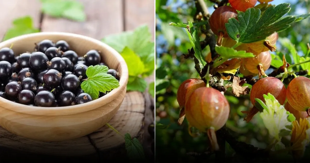 Почему ягоды с сметаной полезнее для здоровья