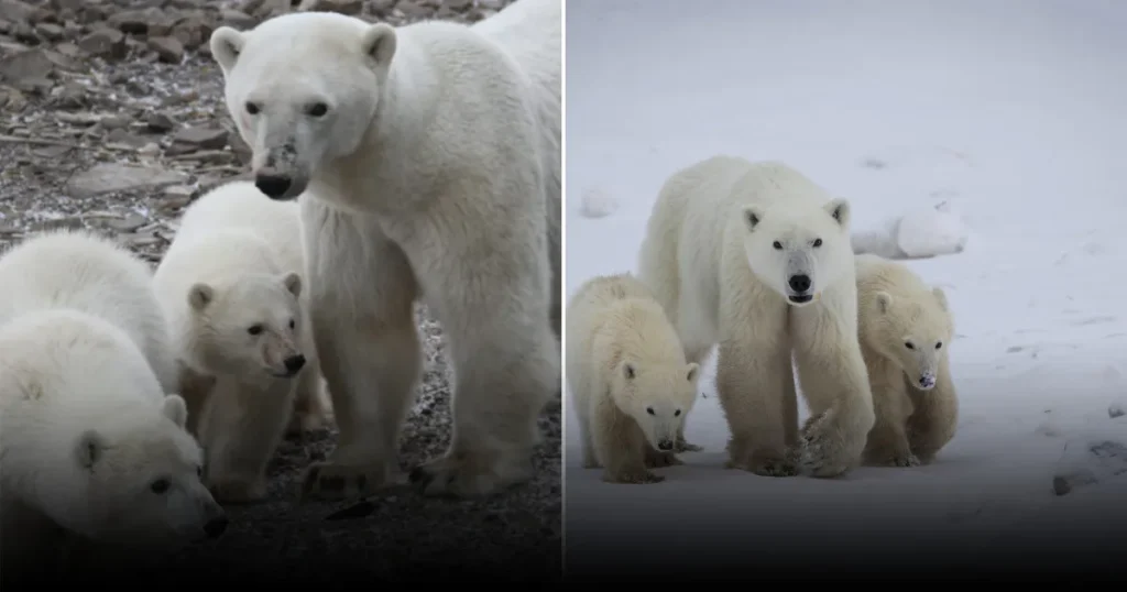 Исключительный случай: самка белого медведя усыновила медвежонка