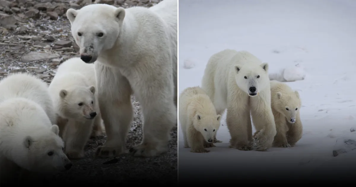 Исключительный случай: самка белого медведя усыновила медвежонка