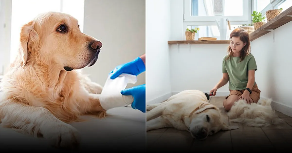 Почему собаки часто вздыхают: вы удивитесь