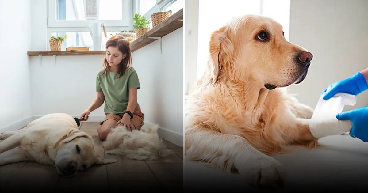 Учёные нашли формулу определения биологического возраста собак