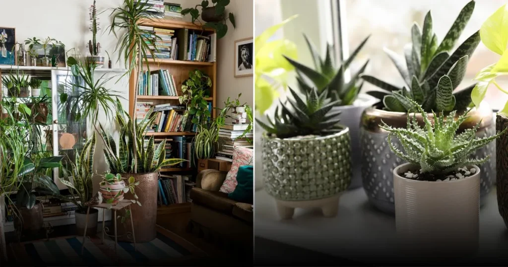 Зимняя подкормка комнатных цветов: новый тренд садоводов