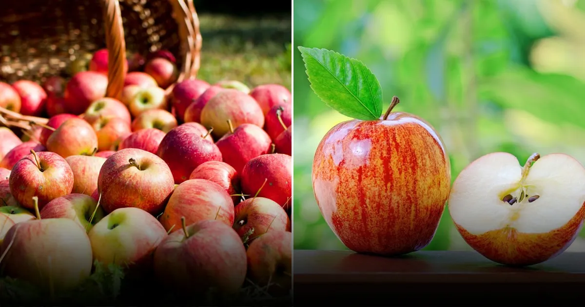Есть яблоки с кожурой или без: что выбрать для здорового питания
