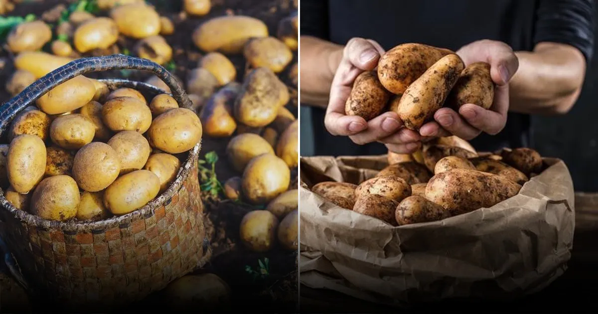 Названы регионы России с самыми доступными ценами на картофель Названы регионы России с самыми доступными ценами на картофель