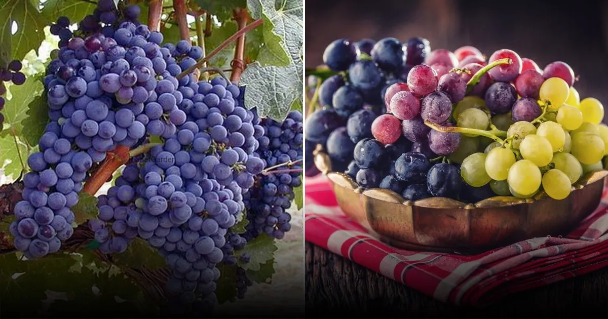 Брожение и тяжесть гарантированы: назван фрукт, который нельзя есть после еды