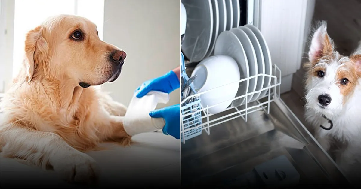 Почему собачьи лапы пахнут неприятно и опасно ли это Почему собачьи лапы пахнут неприятно и опасно ли это