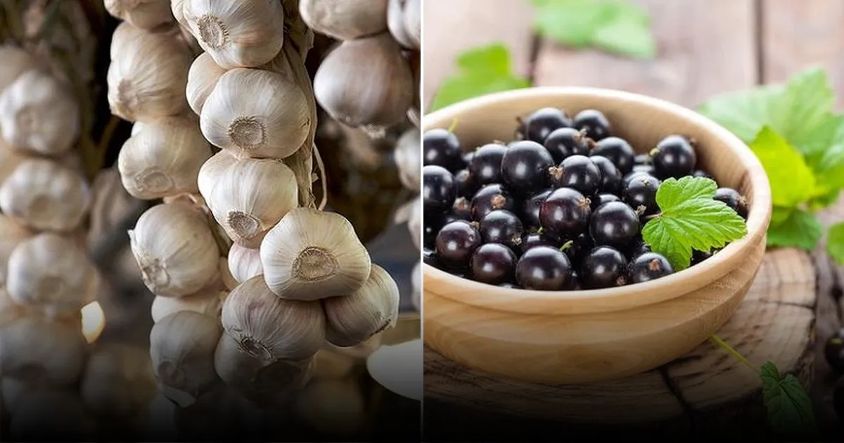 Названы эффективные способы хранения чеснока для сохранения свежести