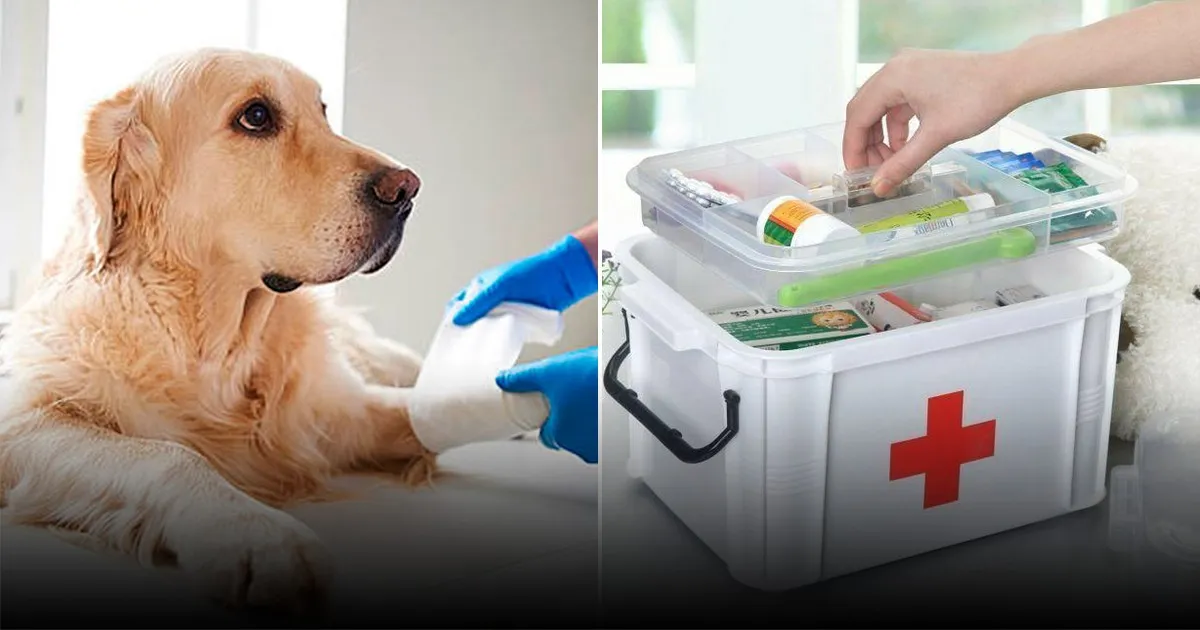 Что делать при судорогах у кошки или собаки и как предотвратить травмы