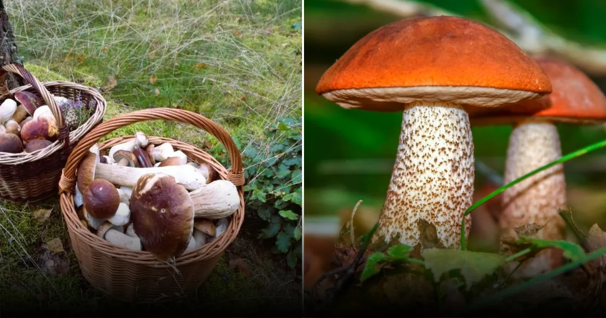 3 признака, дающие понять, что в этом лесу растут белые грибы