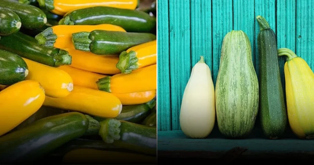 Кабачок и цукини: чем они отличаются и какая культура полезнее