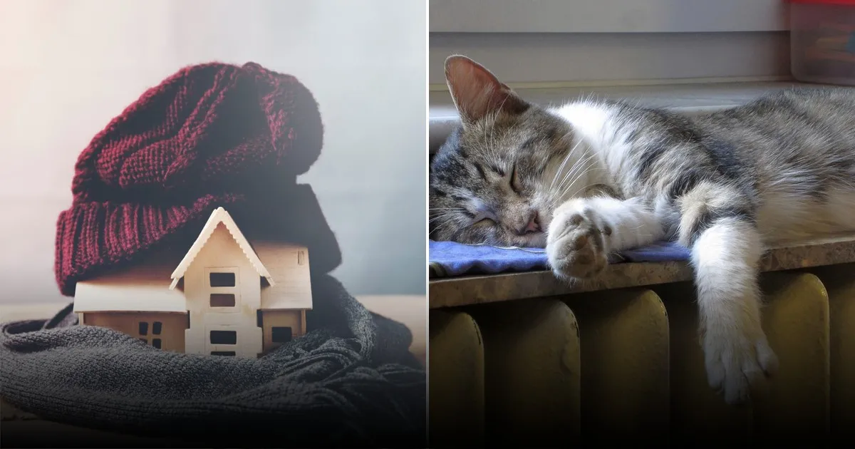 Почему коты мучаются с началом отопительного сезона